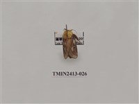 藏品(中銀紋刺蛾)的圖片